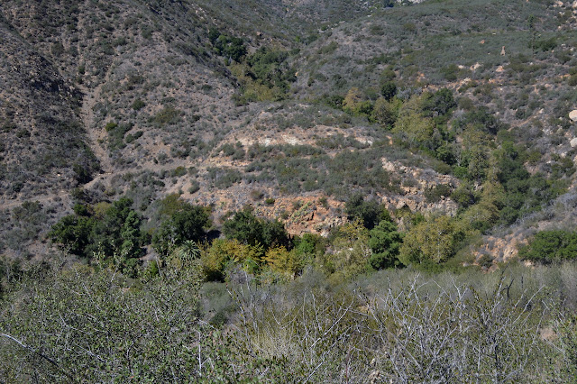 green in the canyon