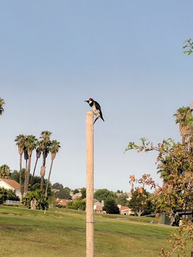 Golf Club «Paso Robles Golf Club», reviews and photos, 1600 Country Club Dr, Paso Robles, CA 93446, USA