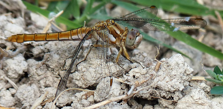 Petite serie de libellules et de de demoiselles! P1050004.2_filtered