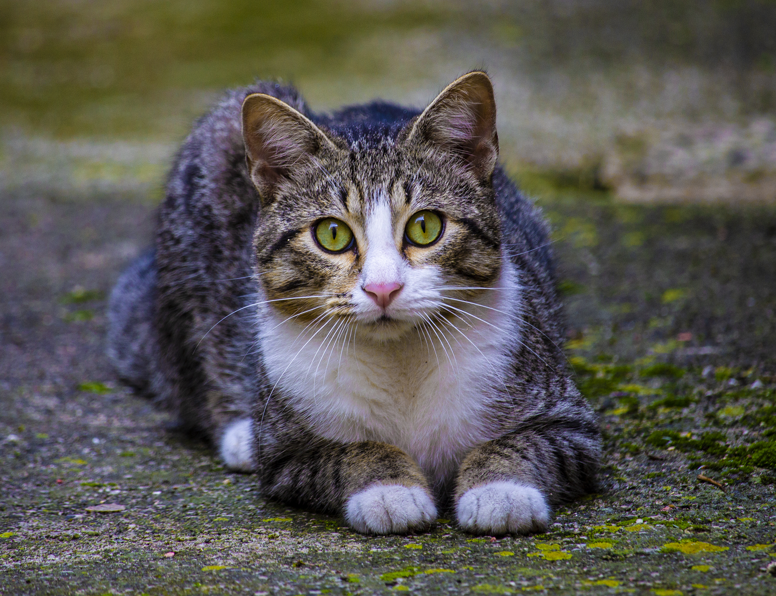 sentinella di vincenzo_spera