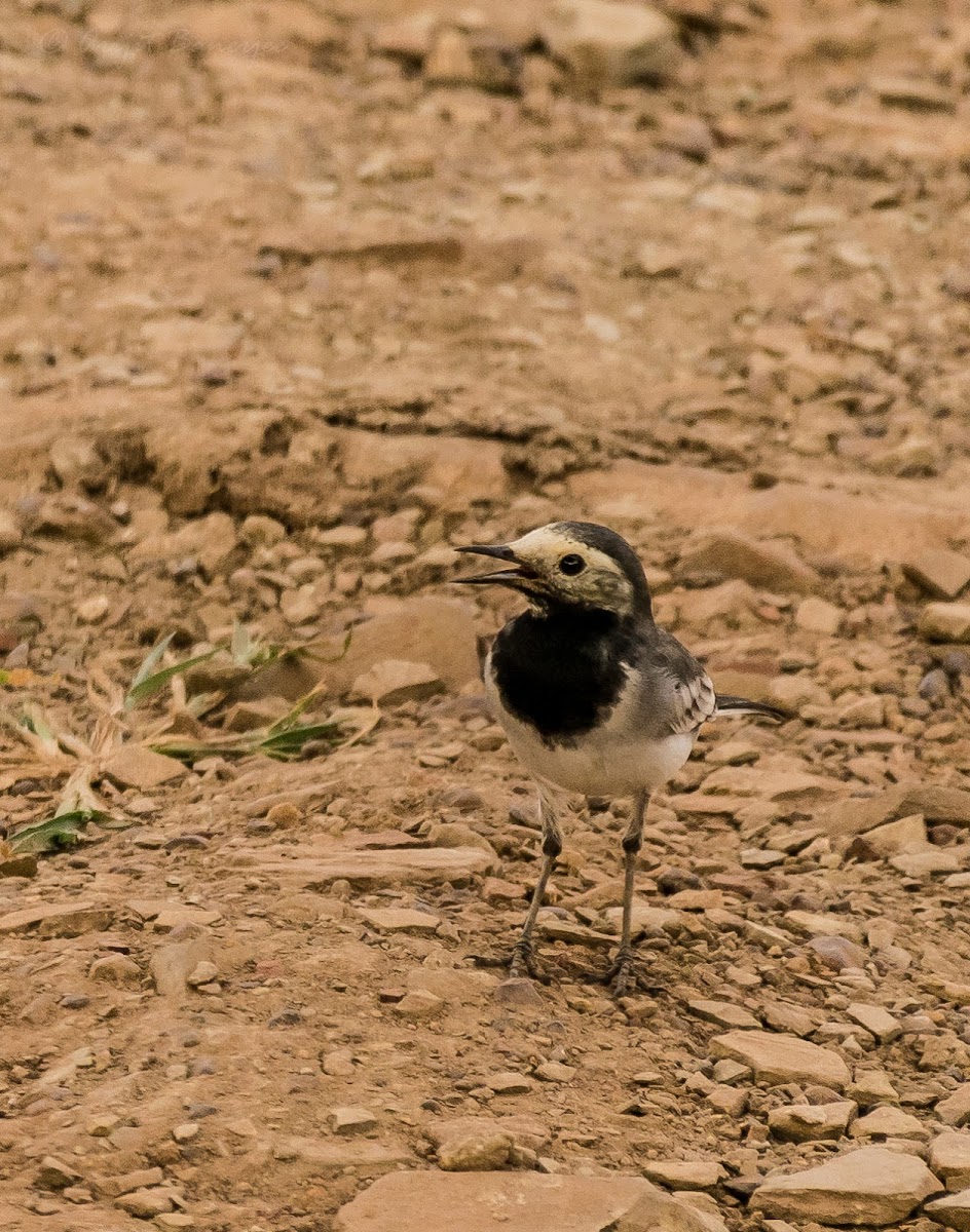 White wagtail