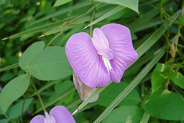 Centrosema-Pubescens