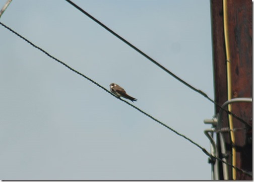 sand-martin