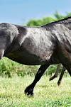 Aurora LaBella Luna Dutch Hollow Breeding Moriesian Sport Horses  pic