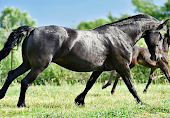 Aurora LaBella Luna Dutch Hollow Breeding Moriesian Sport Horses  picture