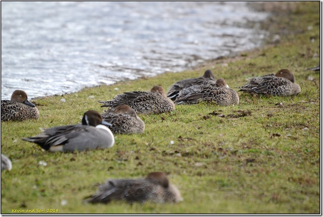 Slimbridge WWT D3100b  26-10-2018 11-58-24