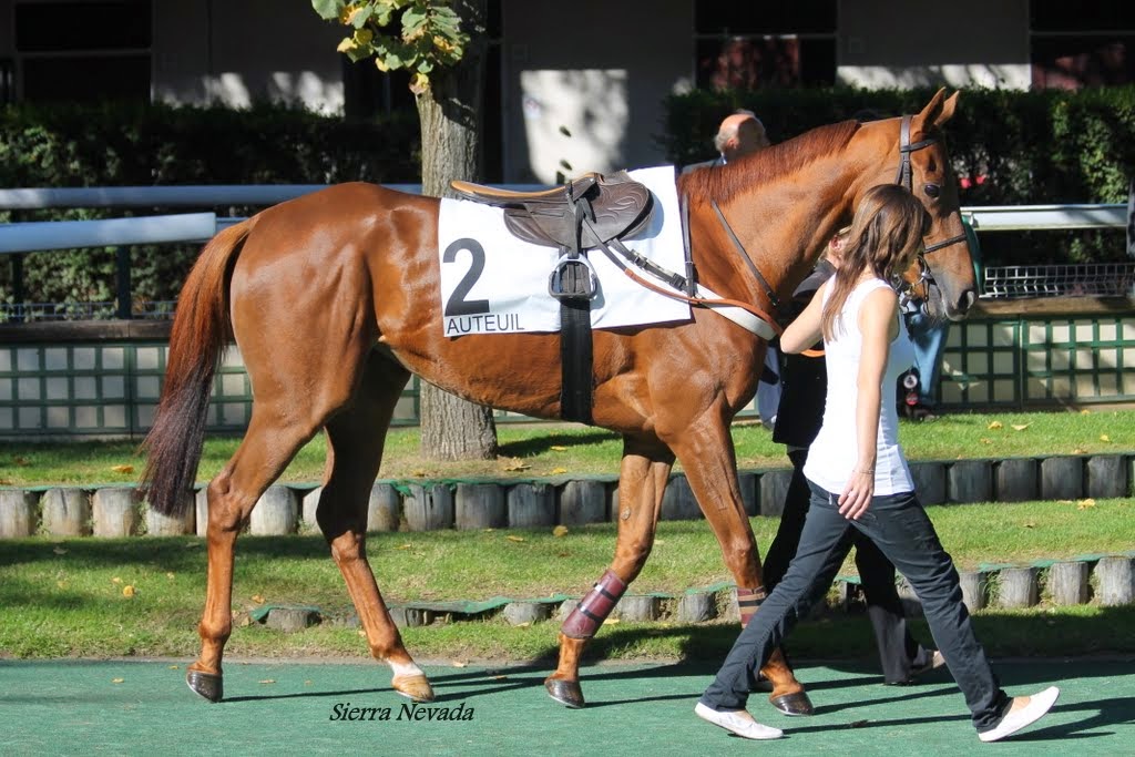 Photos Auteuil 18-10-2014 IMG_4768