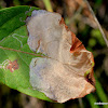 leaf miner