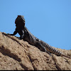 Cape Spiny-tailed Iguana