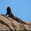 Cape Spiny-tailed Iguana