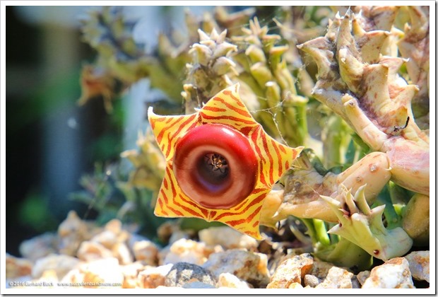 160717_Huernia-zebrina_006