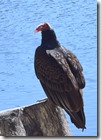 Turkey Vulture-1