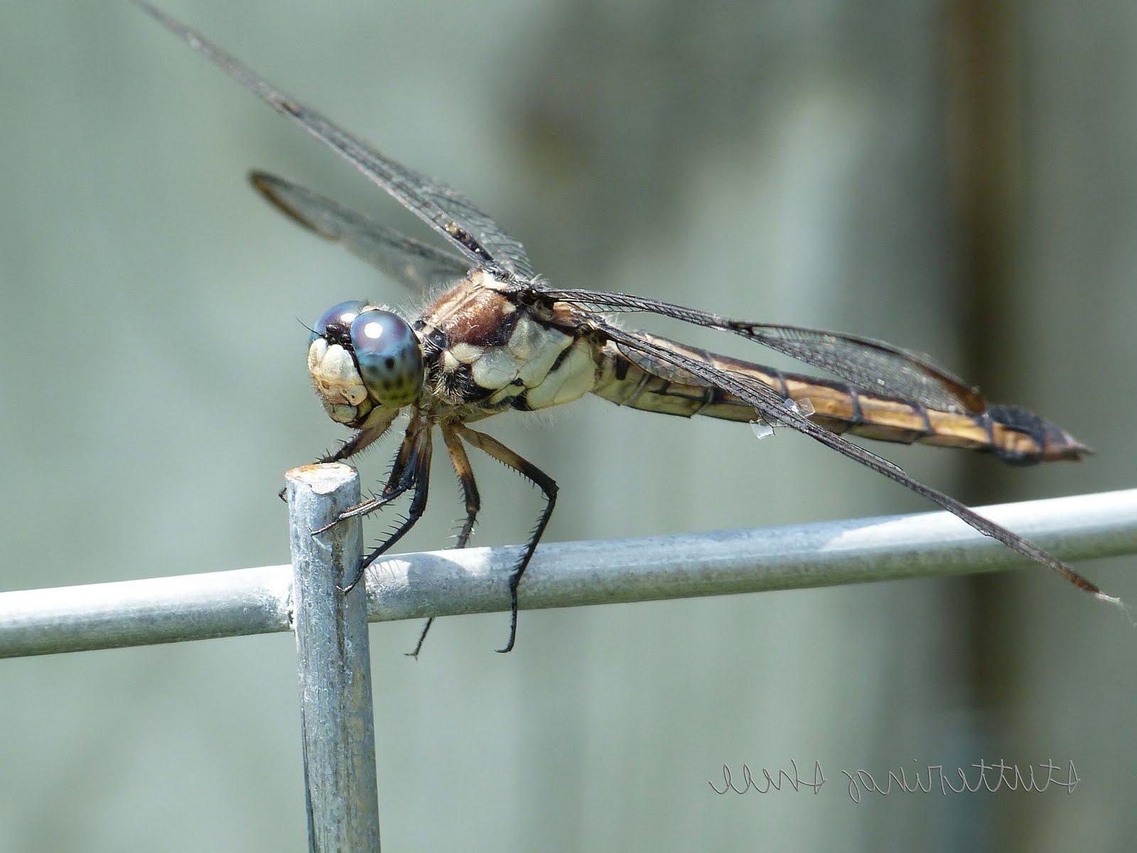 dragonfly wedding decor