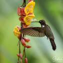 Brown Inca Hummingbird