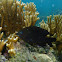 Longfin Damselfish