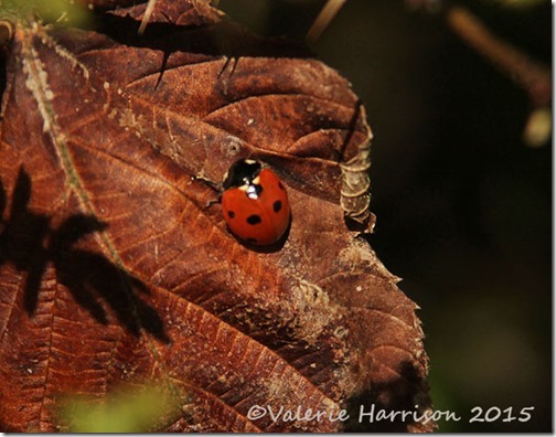 17-7-spot-ladybird