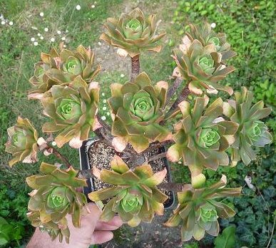 [Aeonium spathulifolium] ? Aeonium_spathulifolium_2