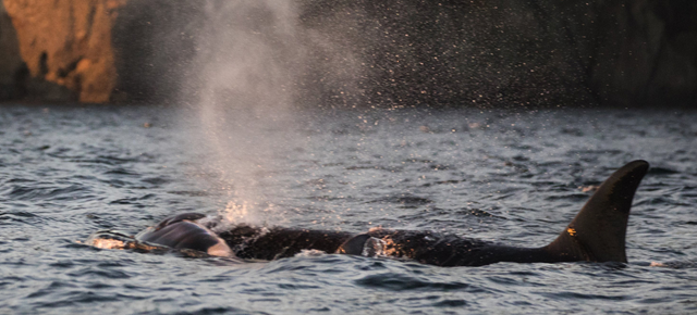 Orca J35, also known as Tahlequah, exhales as she continues to carry her dead calf — a week after giving birth — while she swims in Swanson’s Channel, B.C., in August 2018. Photo: Steve Ringman / The Seattle Times