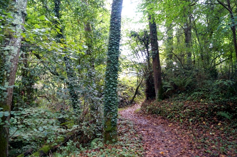 Camino Primitivo: Oviedo-Grado - Descubriendo Asturias (11)