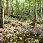 Looking onto Wallis Creek (360548)