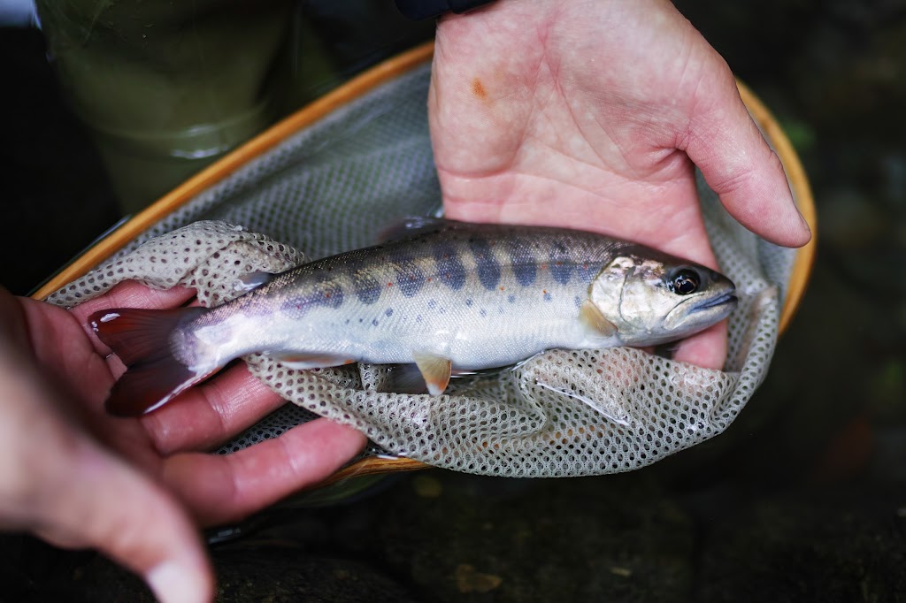 禁漁前の釣行 日々に疎し