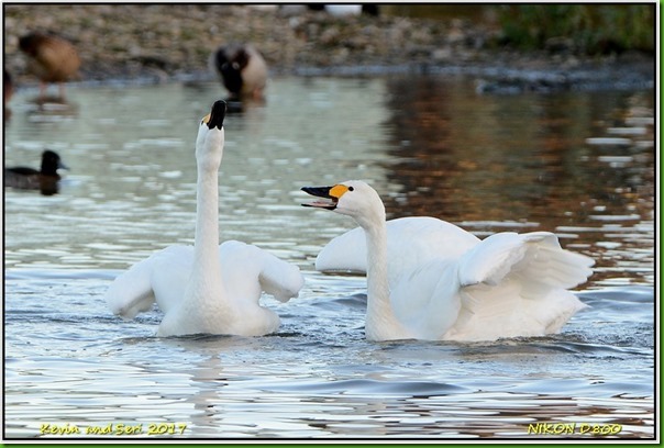 Slimbridge WWT - January