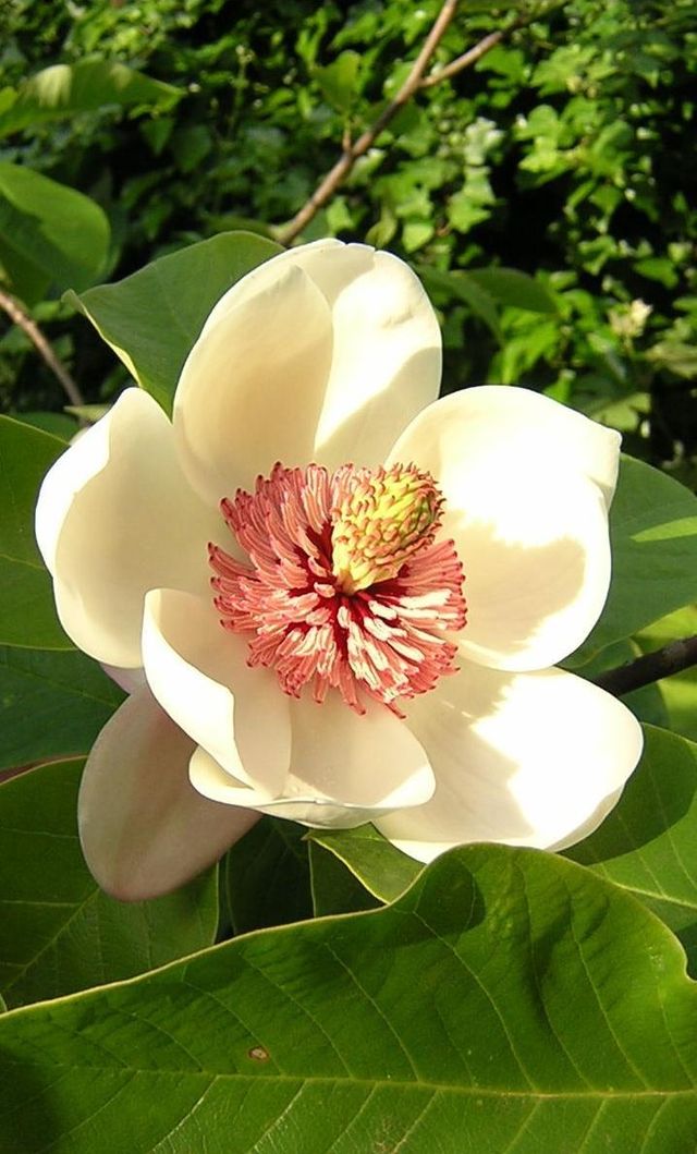 파일:external/upload.wikimedia.org/640px-Magnolia_wieseneri.jpg