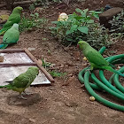 Indian ring-necked Parakeet