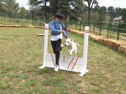 dog-training photo:dog obedience class 