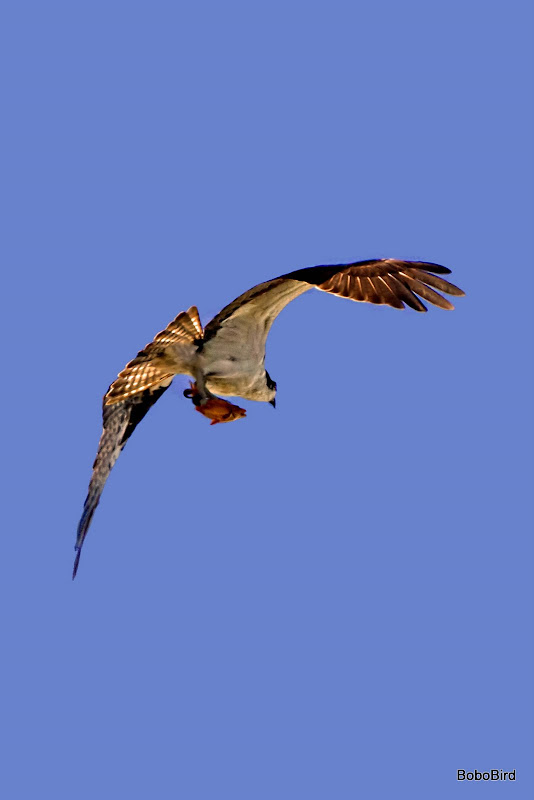 IMAGE: https://lh3.googleusercontent.com/-fJS2Q3Fj3_g/TiH87ZIcJsI/AAAAAAAABMk/wPCwSrRyFRo/s800/20110715_3856.jpg