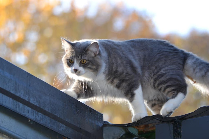 Chapi et Chapo, chatons gris et gris blanc 2 mois 1/2 - Page 2 Chapi%252520%252526%252520Chapo%2525202015-11-04%252520%2525282%252529