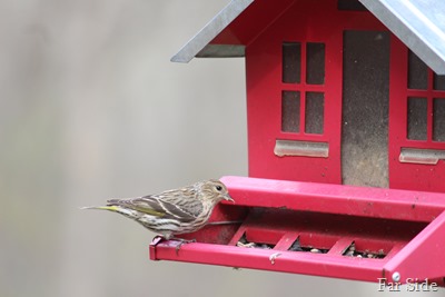 Pine Siskin