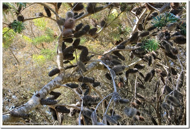 160813_UCSC_Arboretum_-Banksia-marginata_007