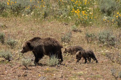 yell_mama_baby_grizzlies_1.jpg