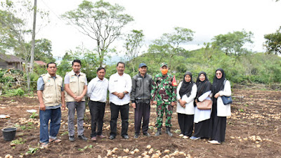 Asisten 2 Ikut Panen Perdana Kentang Di Kampung Timur Jaya