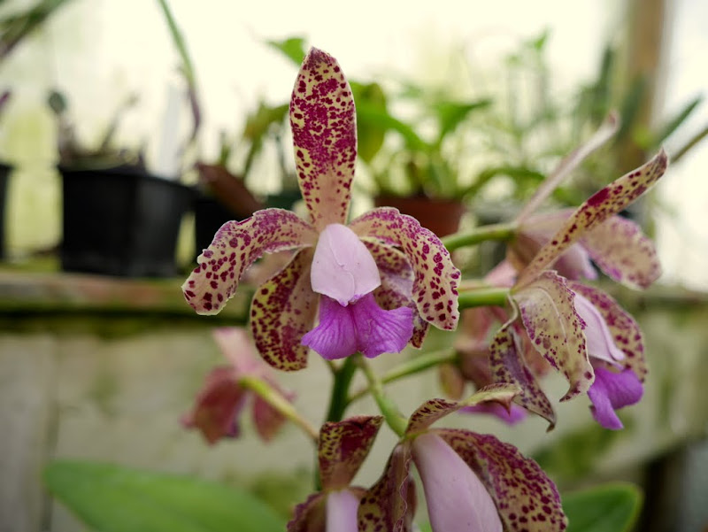 Cattleya tigrina N°2 P1050426