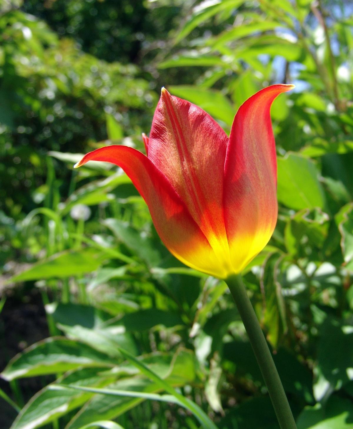 March feast tulip vegetable large closeup April macro flowers floral bloom