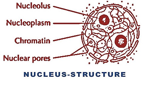 nucleus-cell-structure-function