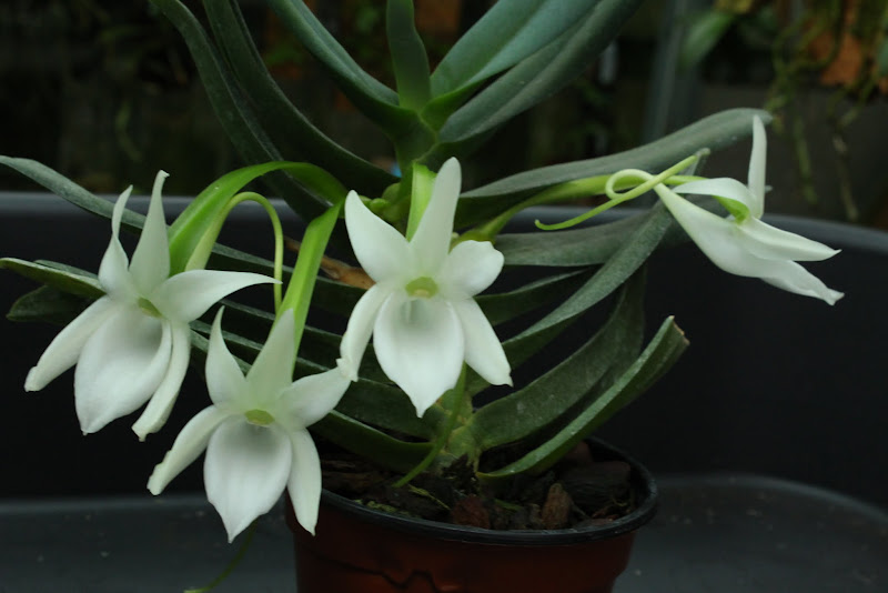 Angraecum compactum IMG_6724