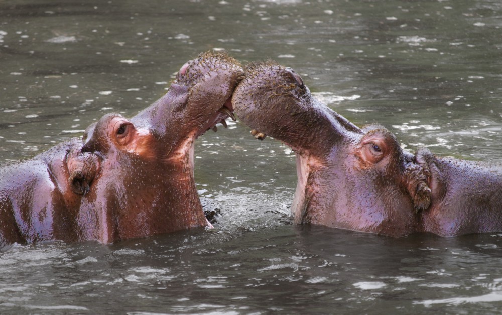 파일:Hippopotamus_amphibius_Whipsnade_Zoo.jpg