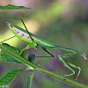 Praying Mantis