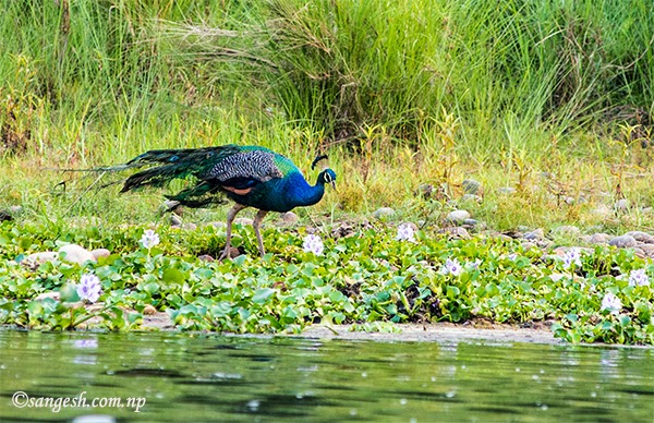 Peacock in the Royal Chitwan National Park