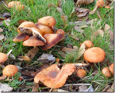 17 fungi
