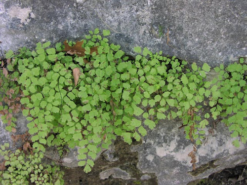 Common maidenhair