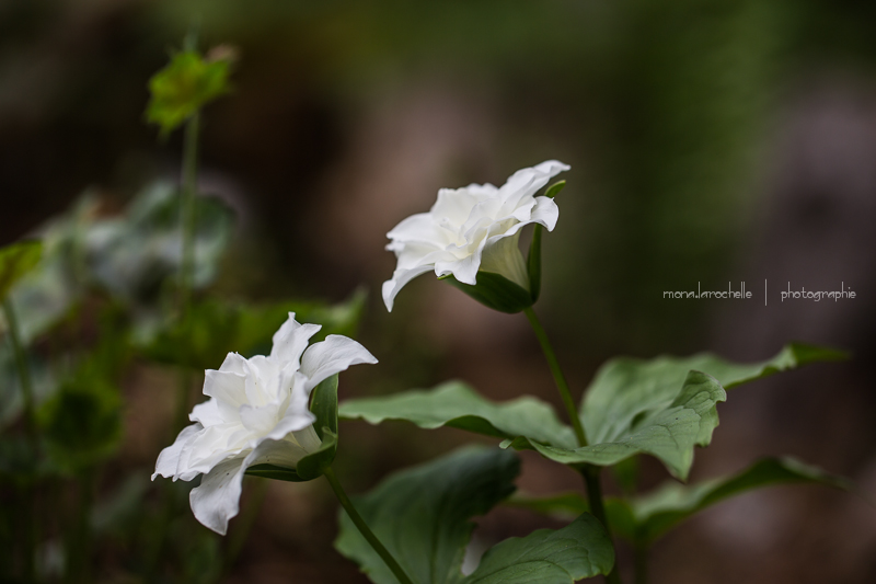 Trillium grandiflorum Plenum Trillium-grandiflorum-plenum-130601-58rm