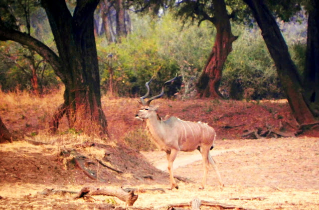   أفضل ما في أفريقيا  Best of Africa Male%252520Kudu