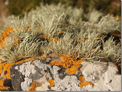 8-lichen