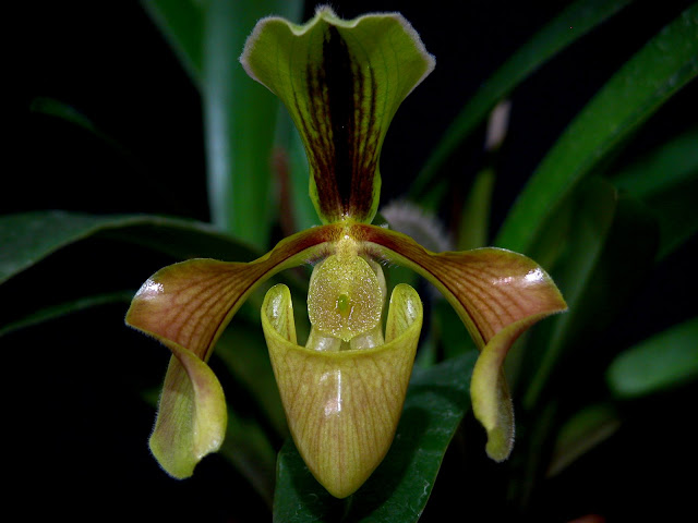 Paphiopedilum villosum und seine Varietäten DSCN0028