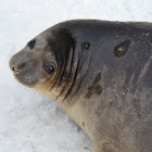 Southern Elephant Seal