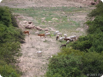 Cows walking